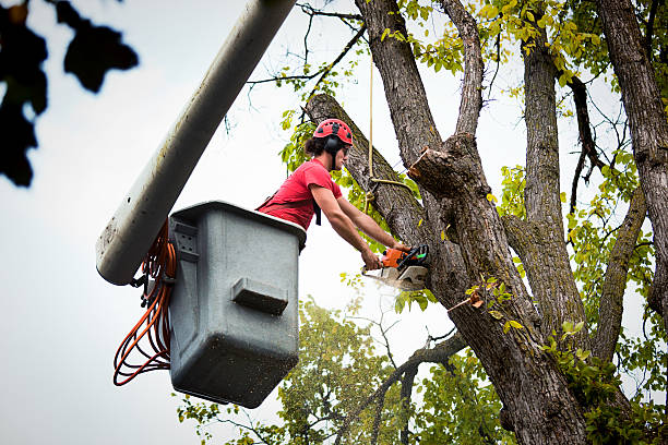 How Our Tree Care Process Works  in Ruskin, FL